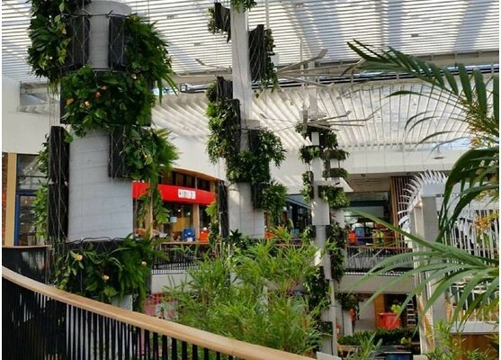 Adding a touch of green to Westfield, Warringah Mall