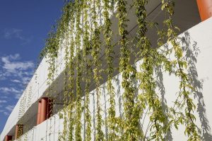Why Green Facade Maintenance is Not “Set and Forget” / Tensile Design & Construct
