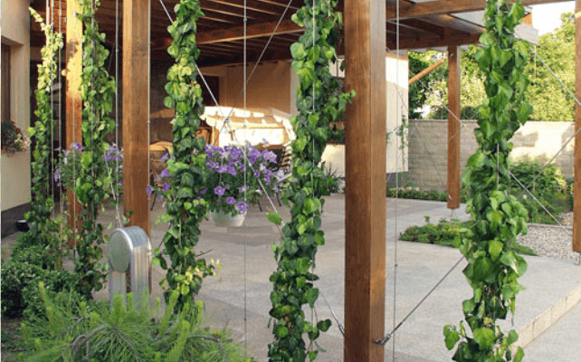 Light and Weather Considerations for Vertical Green Walls