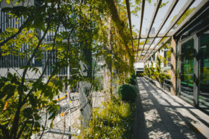 How to Ensure Green Walls and Facades Thrive in Winter / Tensile Design & Construct