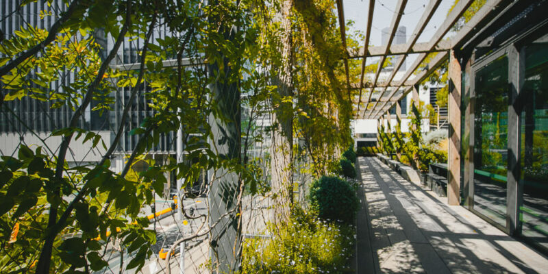 How to Ensure Green Walls and Facades Thrive in Winter